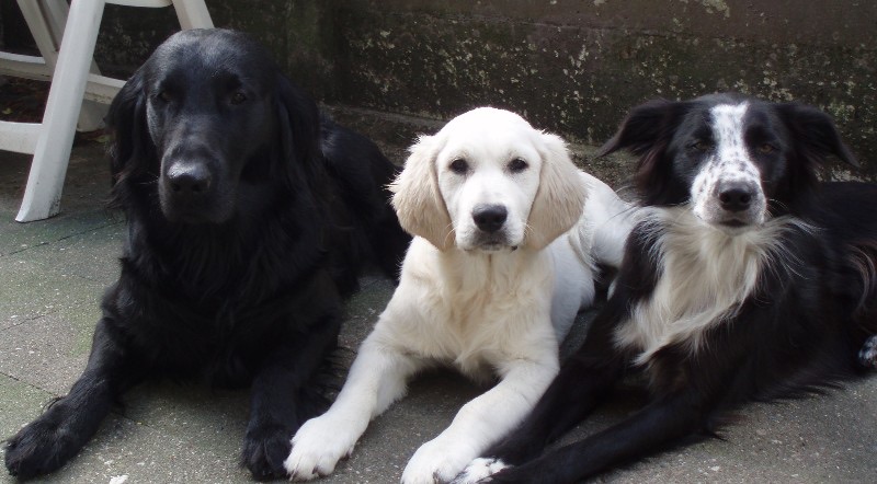 Drie honden van de uitlaatfamilie naast elkaar